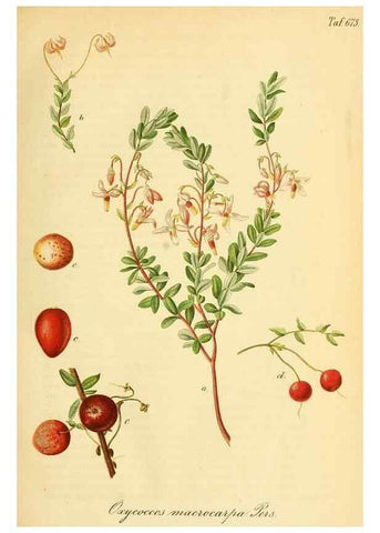 Reproducción/Reproduction 49702143281: Gartenflora.. Erlangen :F. Enke,1852-1940.. 