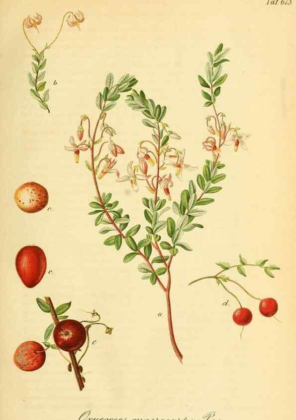 Reproducción/Reproduction 49702143281: Gartenflora.. Erlangen :F. Enke,1852-1940.. 