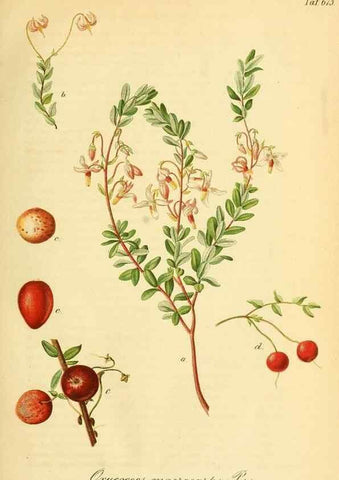 Reproducción/Reproduction 49702143281: Gartenflora.. Erlangen :F. Enke,1852-1940.. 