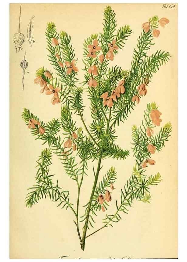 Reproducción/Reproduction 49702459997: Gartenflora.. Erlangen :F. Enke,1852-1940.. 