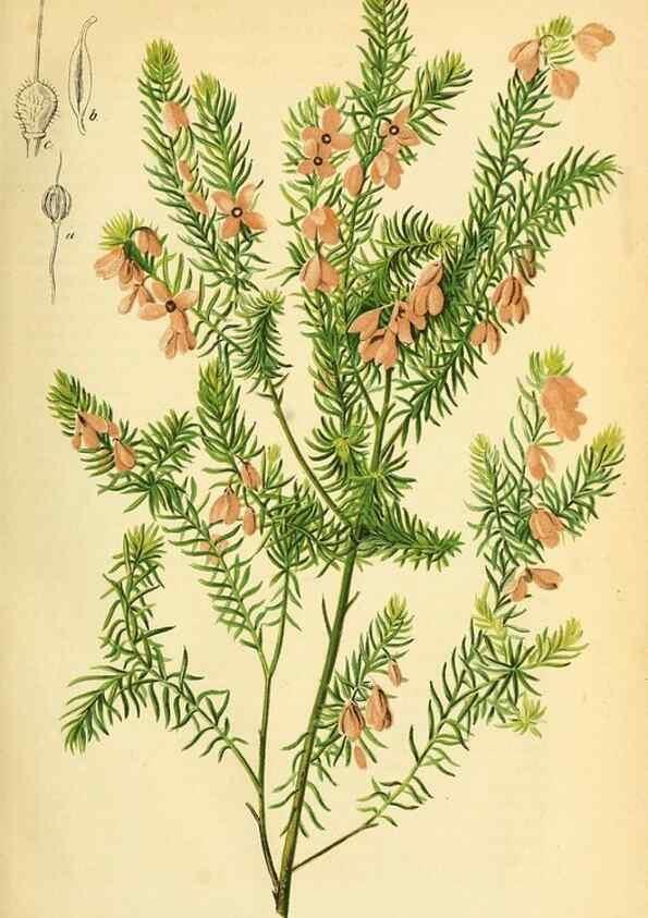 Reproducción/Reproduction 49702459997: Gartenflora.. Erlangen :F. Enke,1852-1940.. 