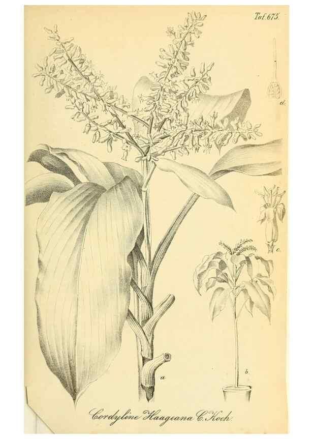 Reproducción/Reproduction 49702143776: Gartenflora.. Erlangen :F. Enke,1852-1940.. 