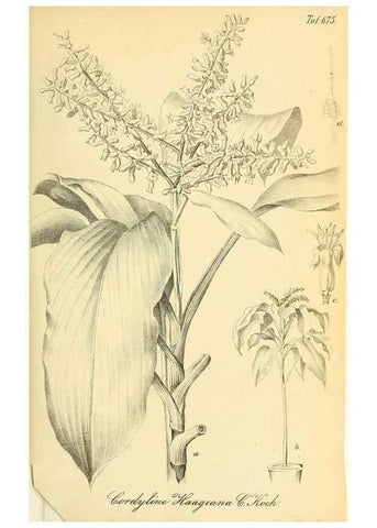 Reproducción/Reproduction 49702143776: Gartenflora.. Erlangen :F. Enke,1852-1940.. 
