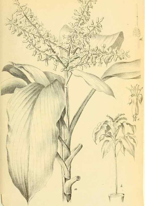 Reproducción/Reproduction 49702143776: Gartenflora.. Erlangen :F. Enke,1852-1940.. 