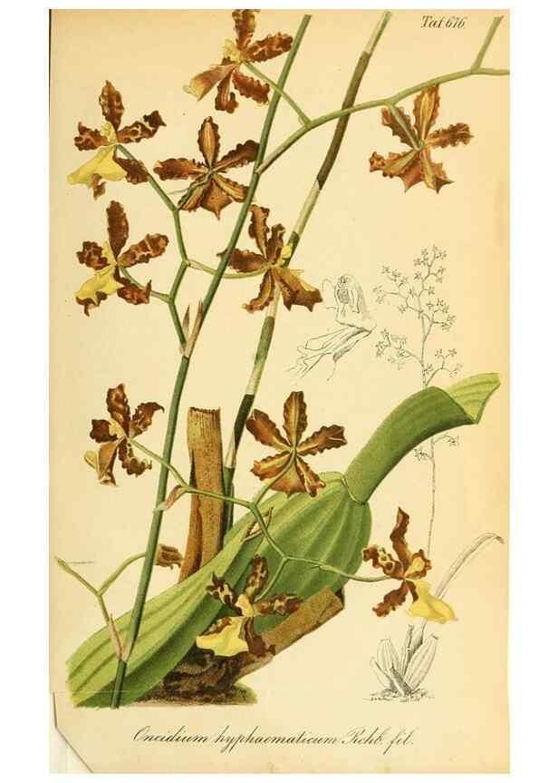 Reproducción/Reproduction 49702144006: Gartenflora.. Erlangen :F. Enke,1852-1940.. 