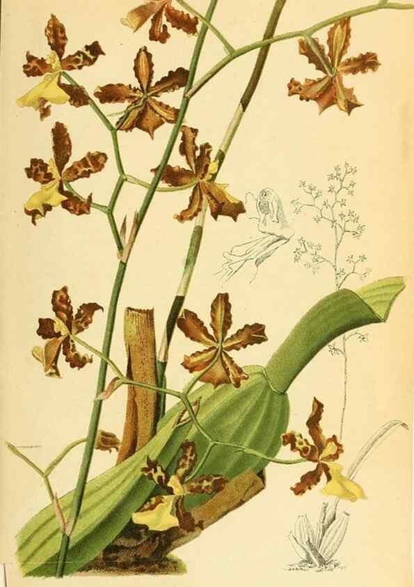 Reproducción/Reproduction 49702144006: Gartenflora.. Erlangen :F. Enke,1852-1940.. 