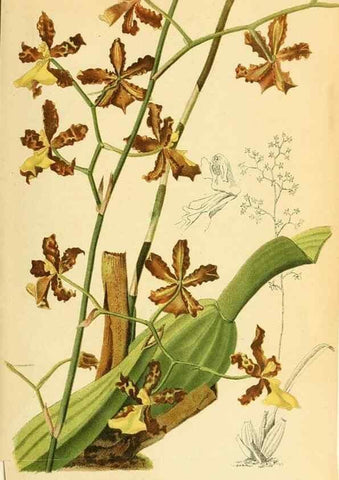 Reproducción/Reproduction 49702144006: Gartenflora.. Erlangen :F. Enke,1852-1940.. 