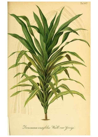 Reproducción/Reproduction 49702144306: Gartenflora.. Erlangen :F. Enke,1852-1940.. 