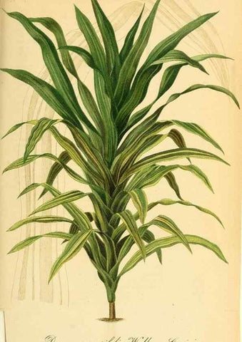 Reproducción/Reproduction 49702144306: Gartenflora.. Erlangen :F. Enke,1852-1940.. 