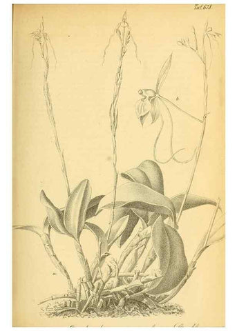 Reproducción/Reproduction 49702144566: Gartenflora.. Erlangen :F. Enke,1852-1940.. 