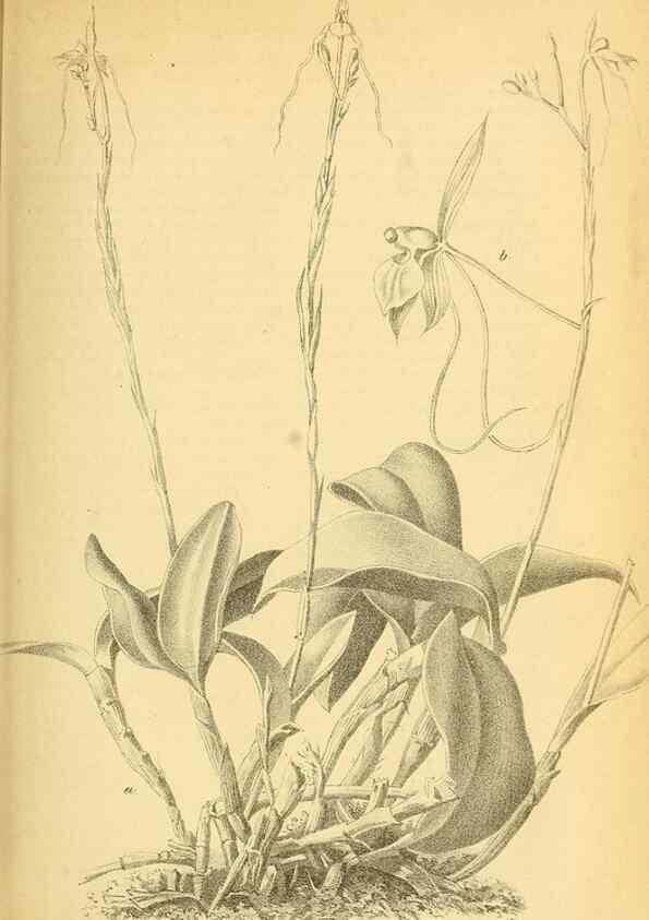 Reproducción/Reproduction 49702144566: Gartenflora.. Erlangen :F. Enke,1852-1940.. 