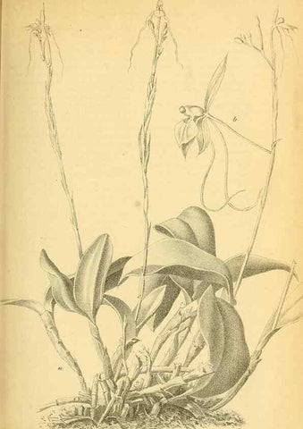 Reproducción/Reproduction 49702144566: Gartenflora.. Erlangen :F. Enke,1852-1940.. 