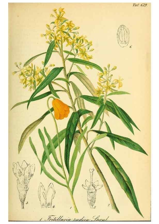 Reproducción/Reproduction 49702461332: Gartenflora.. Erlangen :F. Enke,1852-1940.. 