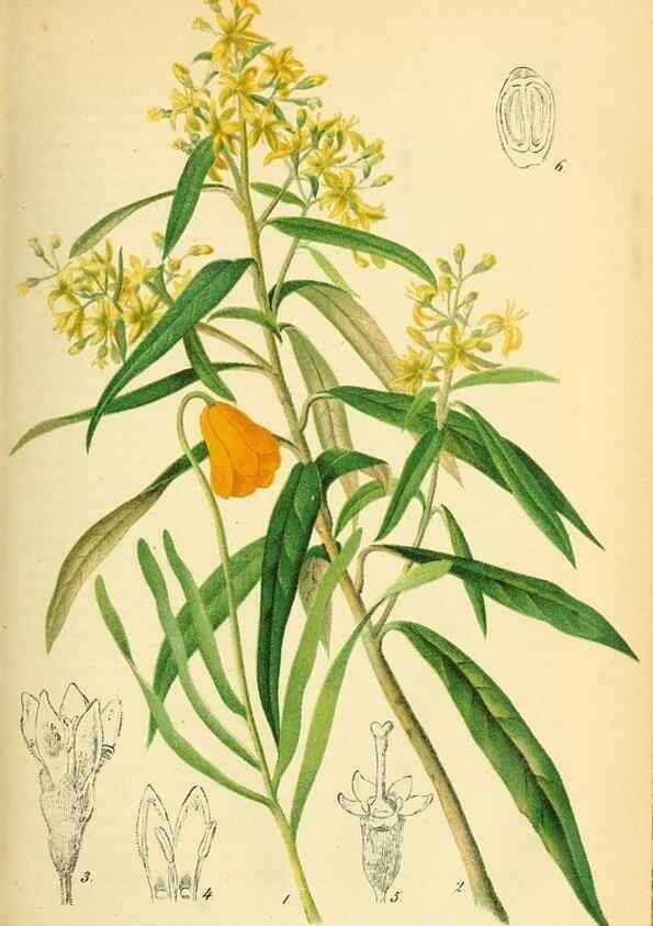Reproducción/Reproduction 49702461332: Gartenflora.. Erlangen :F. Enke,1852-1940.. 