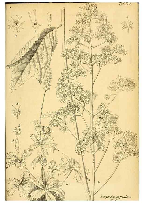 Reproducción/Reproduction 49701621883: Gartenflora.. Erlangen :F. Enke,1852-1940.. 