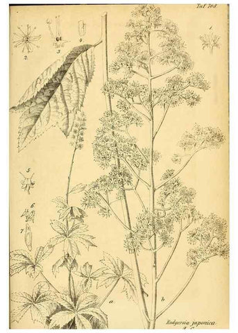 Reproducción/Reproduction 49701621883: Gartenflora.. Erlangen :F. Enke,1852-1940.. 