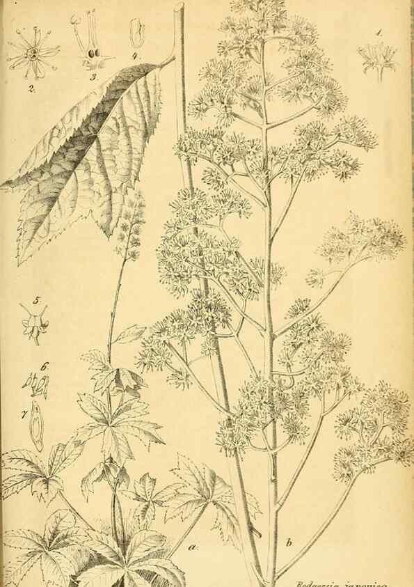Reproducción/Reproduction 49701621883: Gartenflora.. Erlangen :F. Enke,1852-1940.. 