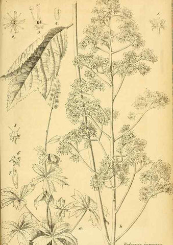 Reproducción/Reproduction 49701621883: Gartenflora.. Erlangen :F. Enke,1852-1940.. 