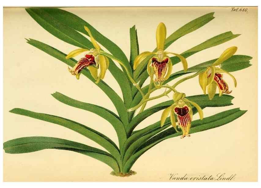 Reproducción/Reproduction 49702145136: Gartenflora.. Erlangen :F. Enke,1852-1940.. 
