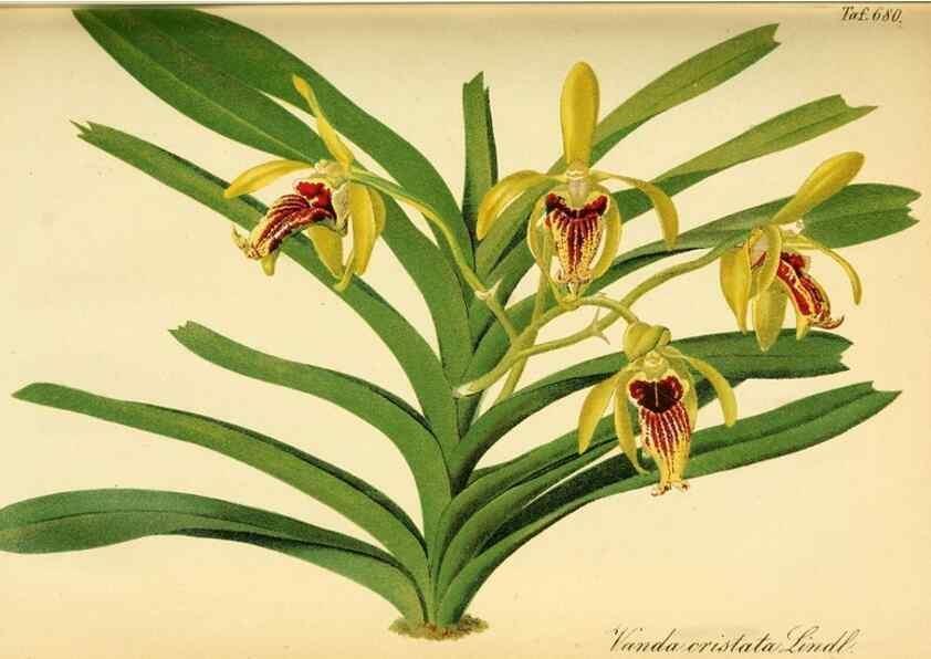 Reproducción/Reproduction 49702145136: Gartenflora.. Erlangen :F. Enke,1852-1940.. 