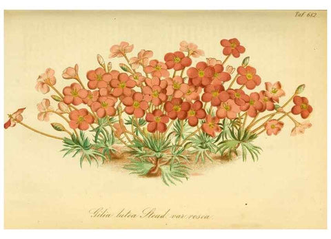 Reproducción/Reproduction 49702462212: Gartenflora.. Erlangen :F. Enke,1852-1940.. 