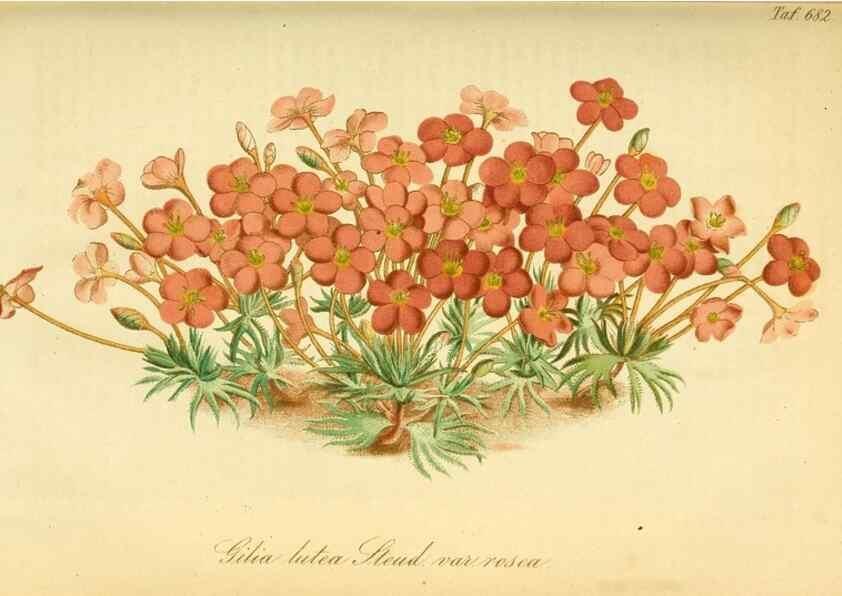 Reproducción/Reproduction 49702462212: Gartenflora.. Erlangen :F. Enke,1852-1940.. 