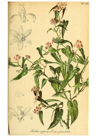 Reproducción/Reproduction 49702462522: Gartenflora.. Erlangen :F. Enke,1852-1940.. 