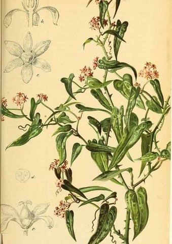 Reproducción/Reproduction 49702462522: Gartenflora.. Erlangen :F. Enke,1852-1940.. 