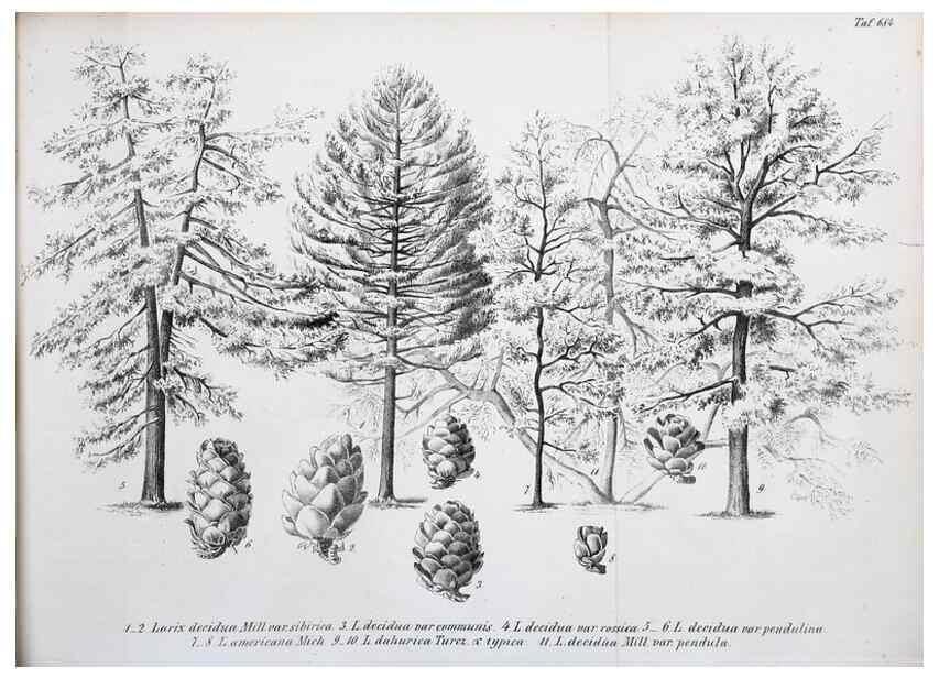 Reproducción/Reproduction 49702462762: Gartenflora.. Erlangen :F. Enke,1852-1940.. 