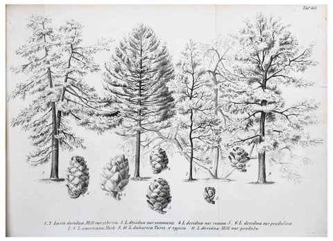 Reproducción/Reproduction 49702462762: Gartenflora.. Erlangen :F. Enke,1852-1940.. 