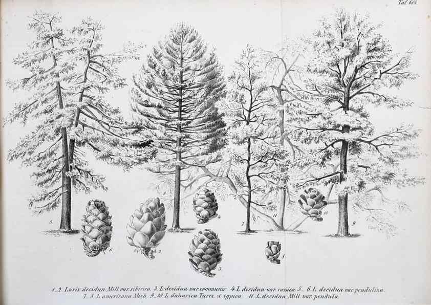 Reproducción/Reproduction 49702462762: Gartenflora.. Erlangen :F. Enke,1852-1940.. 
