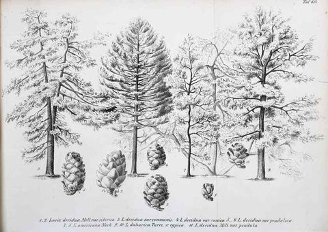 Reproducción/Reproduction 49702462762: Gartenflora.. Erlangen :F. Enke,1852-1940.. 