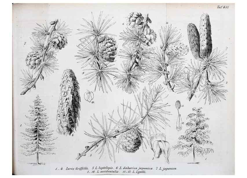 Reproducción/Reproduction 49701616373: Gartenflora.. Erlangen :F. Enke,1852-1940.. 