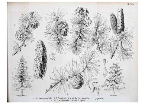 Reproducción/Reproduction 49701616373: Gartenflora.. Erlangen :F. Enke,1852-1940.. 