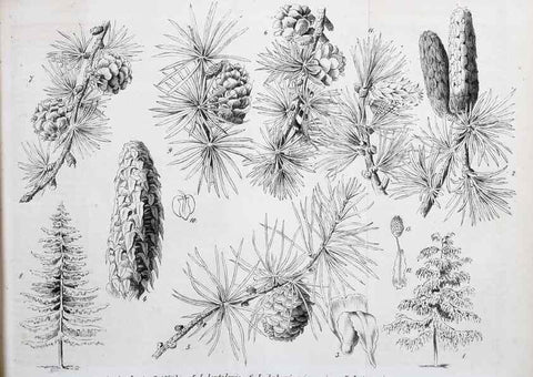 Reproducción/Reproduction 49701616373: Gartenflora.. Erlangen :F. Enke,1852-1940.. 