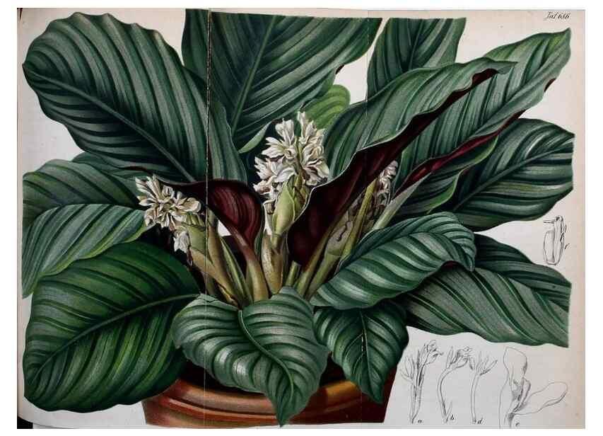 Reproducción/Reproduction 49701616558: Gartenflora.. Erlangen :F. Enke,1852-1940.. 