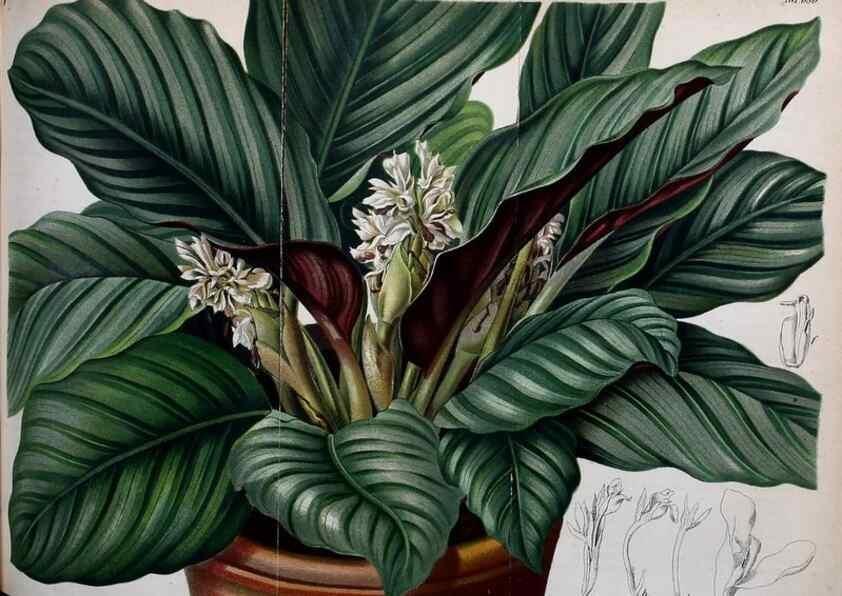 Reproducción/Reproduction 49701616558: Gartenflora.. Erlangen :F. Enke,1852-1940.. 