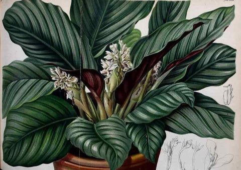Reproducción/Reproduction 49701616558: Gartenflora.. Erlangen :F. Enke,1852-1940.. 
