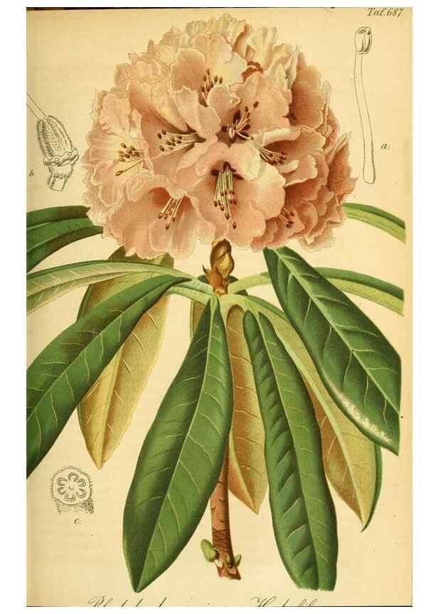 Reproducción/Reproduction 49701616843: Gartenflora.. Erlangen :F. Enke,1852-1940.. 