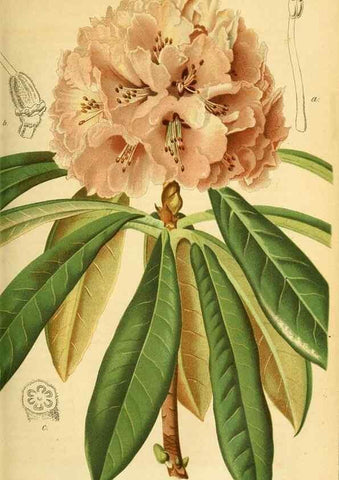 Reproducción/Reproduction 49701616843: Gartenflora.. Erlangen :F. Enke,1852-1940.. 
