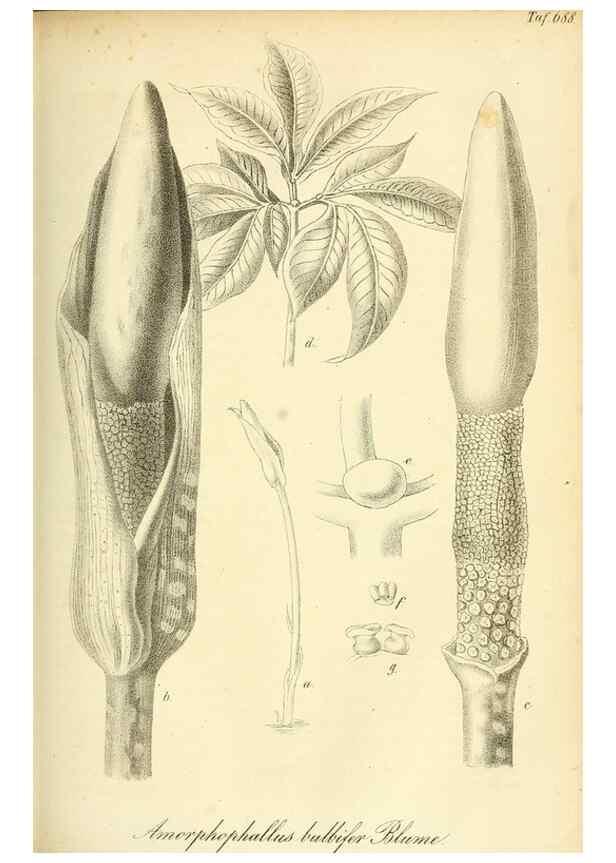 Reproducción/Reproduction 49702147071: Gartenflora.. Erlangen :F. Enke,1852-1940.. 