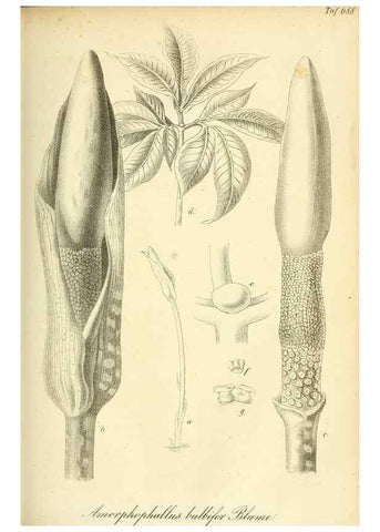 Reproducción/Reproduction 49702147071: Gartenflora.. Erlangen :F. Enke,1852-1940.. 