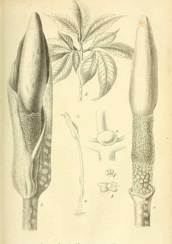 Reproducción/Reproduction 49702147071: Gartenflora.. Erlangen :F. Enke,1852-1940.. 