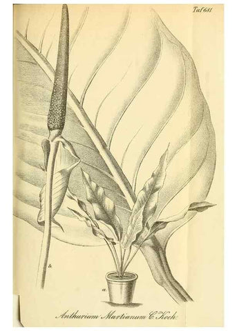 Reproducción/Reproduction 49702145471: Gartenflora.. Erlangen :F. Enke,1852-1940.. 