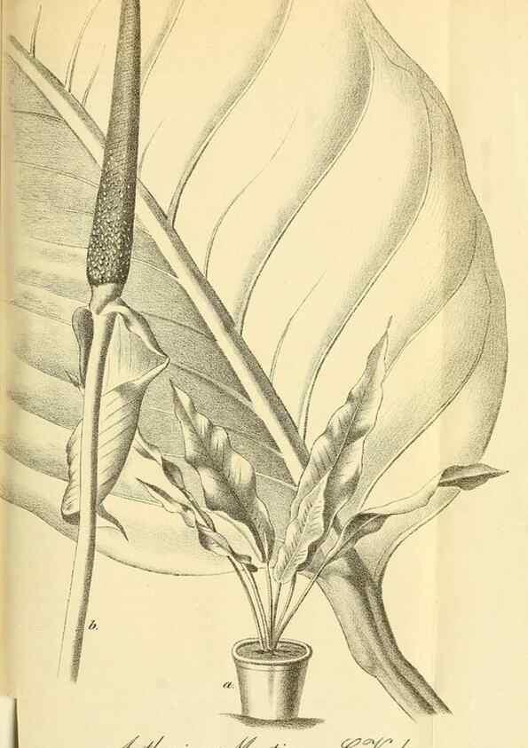 Reproducción/Reproduction 49702145471: Gartenflora.. Erlangen :F. Enke,1852-1940.. 