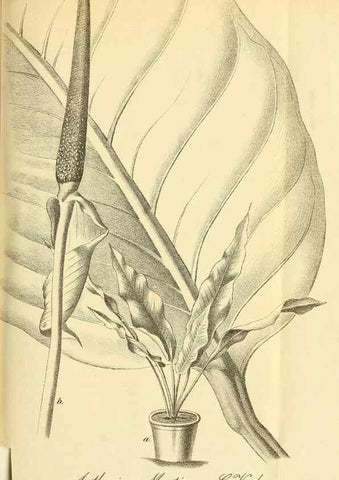 Reproducción/Reproduction 49702145471: Gartenflora.. Erlangen :F. Enke,1852-1940.. 