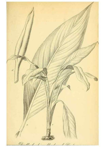 Reproducción/Reproduction 49702045961: Gartenflora.. Erlangen :F. Enke,1852-1940.. 