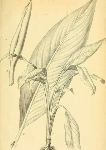 Reproducción/Reproduction 49702045961: Gartenflora.. Erlangen :F. Enke,1852-1940.. 
