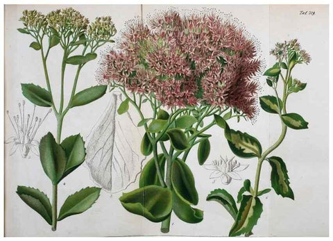 Reproducción/Reproduction 49704657976: Gartenflora.. Erlangen :F. Enke,1852-1940.. 