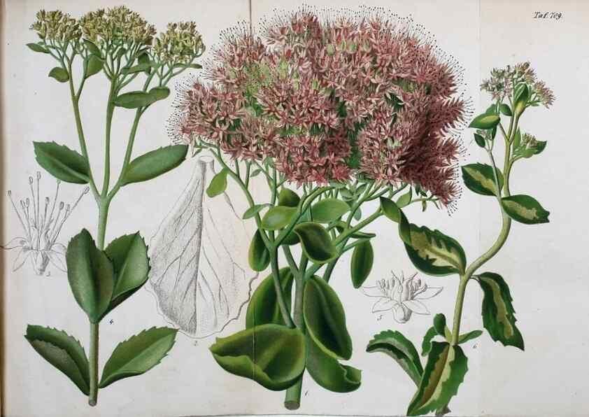 Reproducción/Reproduction 49704657976: Gartenflora.. Erlangen :F. Enke,1852-1940.. 